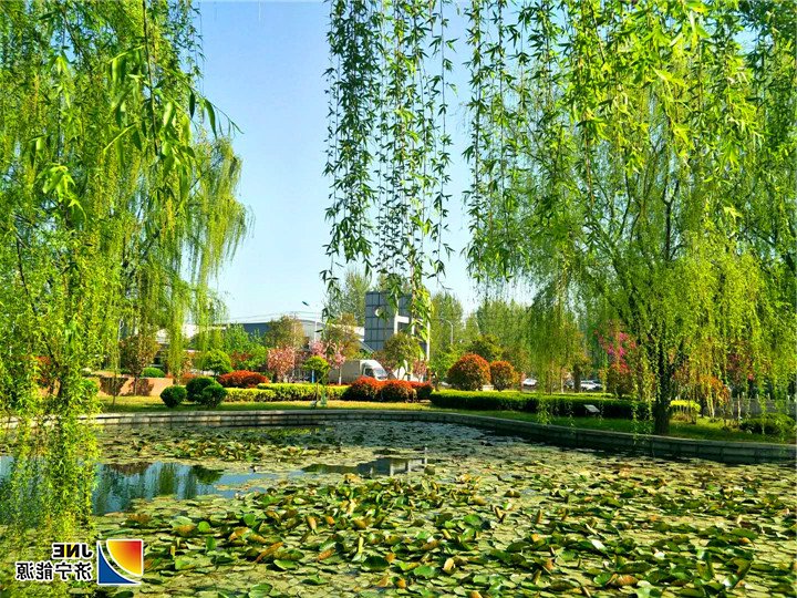《济矿集团阳城煤电循环经济助力生态建设》配图-荷塘春色.jpg